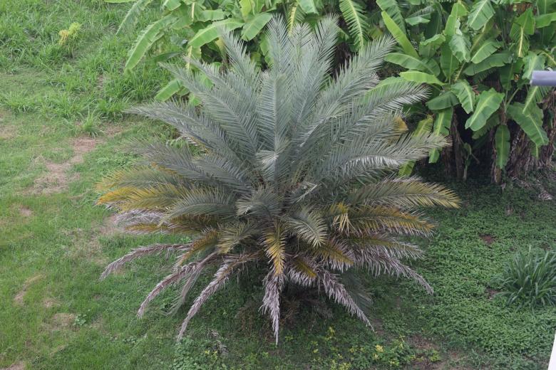 Free stock image of A rare kind of tree created by SK