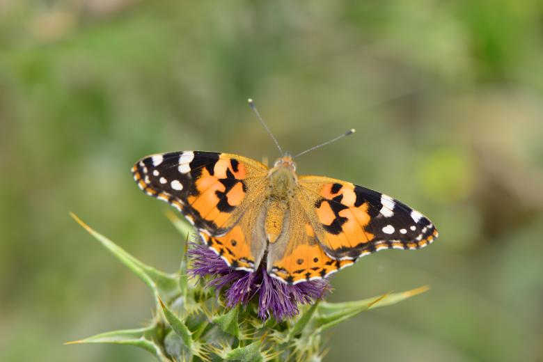 Free stock image of butterfly on flower created by batuhan Kurt