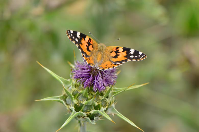 Free stock image of Butterfly on flower created by batuhan Kurt