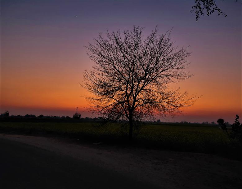 Free stock image of Lone Tree Sunset created by kusum
