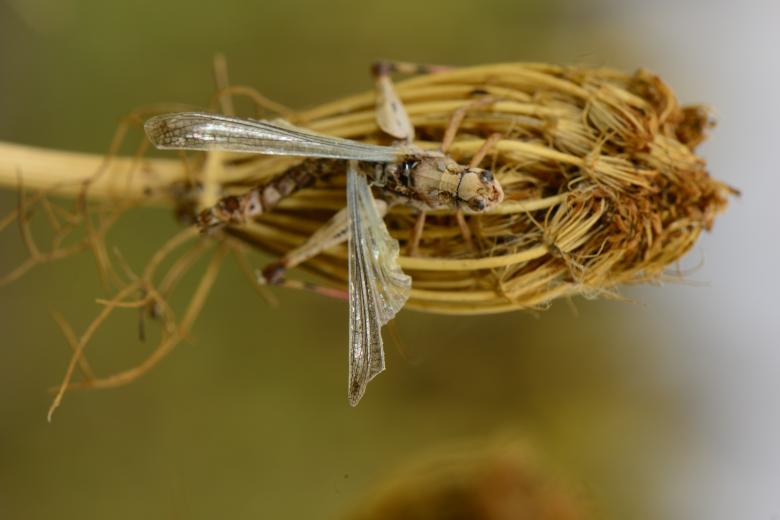 Free stock image of Close up insect created by batuhan Kurt
