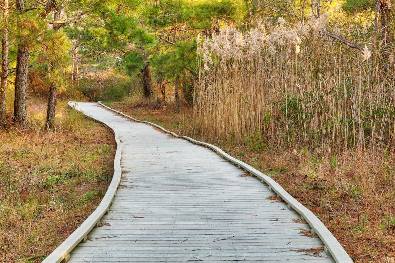 Free stock image of Chincoteague Refuge Boardwalk created by Nicolas Raymond