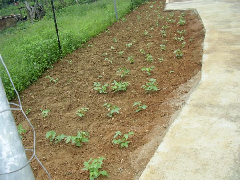 Free stock image of Indigenous beans garden created by Mulaudzi E