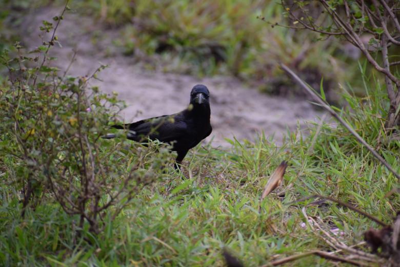 Free stock image of Hidden crow on the wet grass land created by KKT Madhusanka
