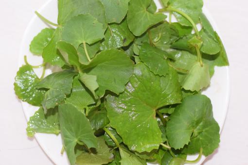 Closeup leaf of Gotu kola, Asiatic pennywort, Indian pennywort on whit - Free Stock Photo