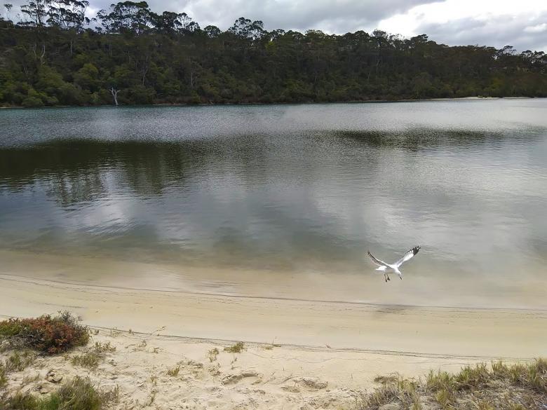 Free stock image of Seagull At Lake created by Paul Macallan