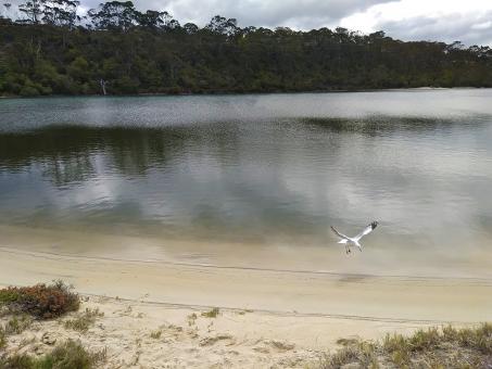 Seagull At Lake