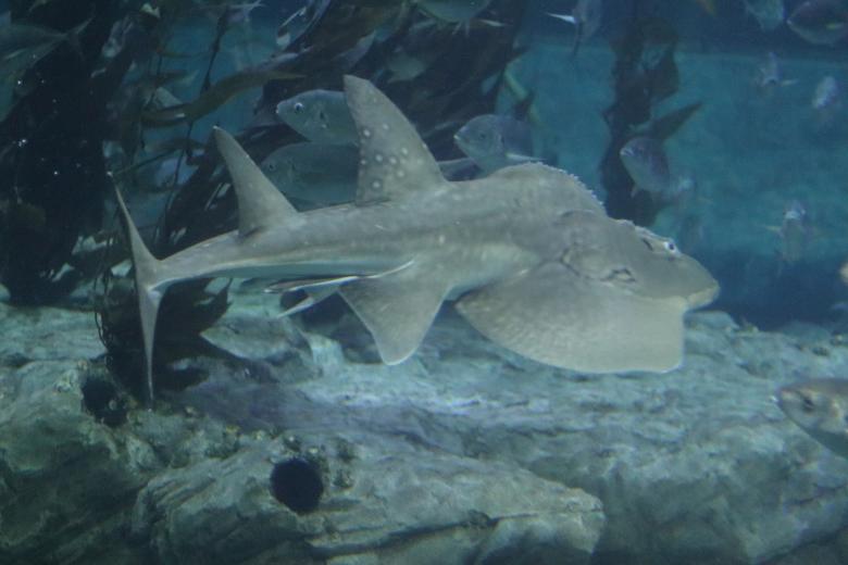 Free stock image of Underwater Fish created by Ben Wong