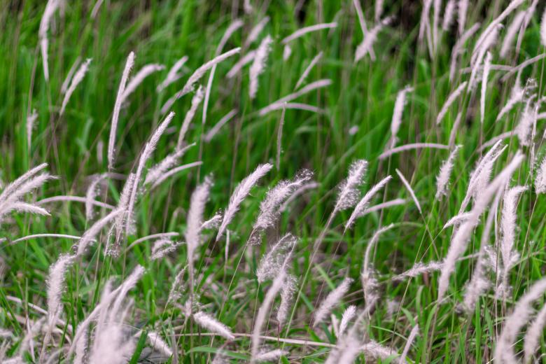 Free stock image of White Cane Grass created by Ben Wong