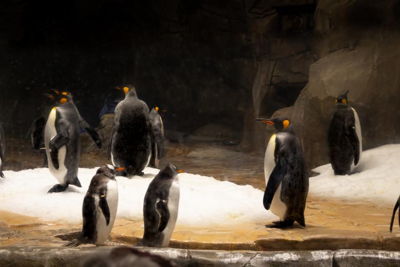 Free stock image of Penguins in a zoo created by Ben Wong