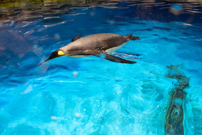 Free stock image of cute penguin in a zoo created by Ben Wong