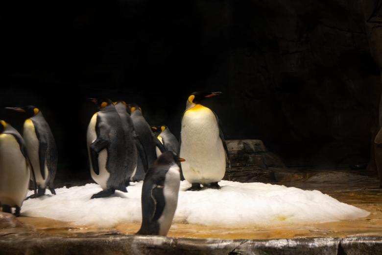 Free stock image of Penguin in a zoo created by Ben Wong