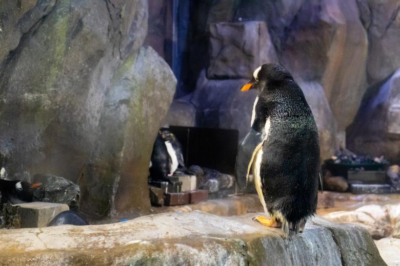 Free stock image of cute penguin in a zoo created by Ben Wong