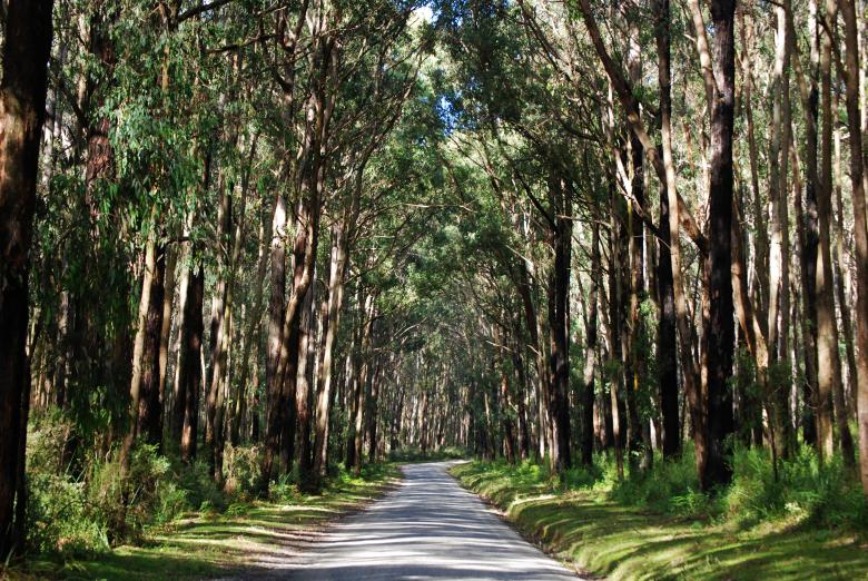 Free stock image of Road Through Woods created by Paul Macallan