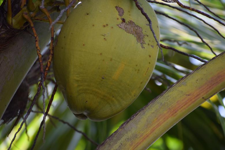 Free stock image of Closeup view of green coconut  created by KKT Madhusanka