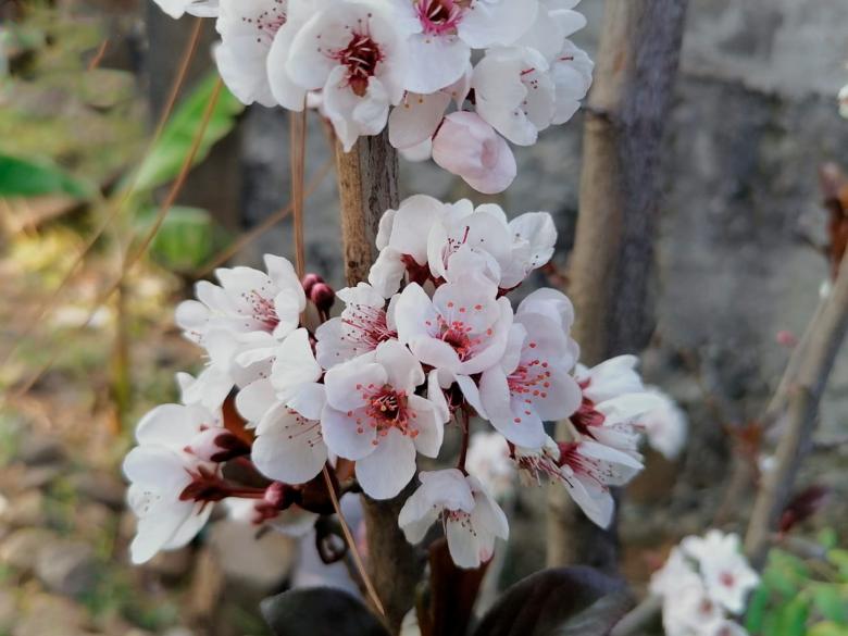 Free stock image of Flor created by Atole de nuez
