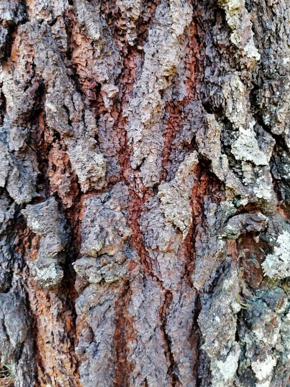 Free stock image of Tree Bark created by Atole de nuez
