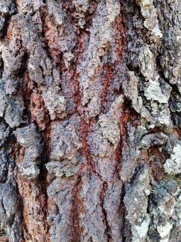 Tree Bark - Free Stock Photo