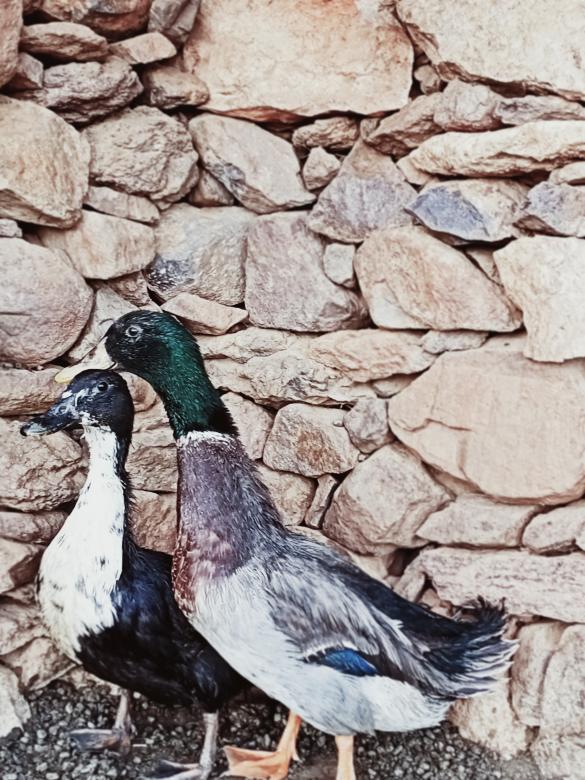 Free stock image of geese created by snaike