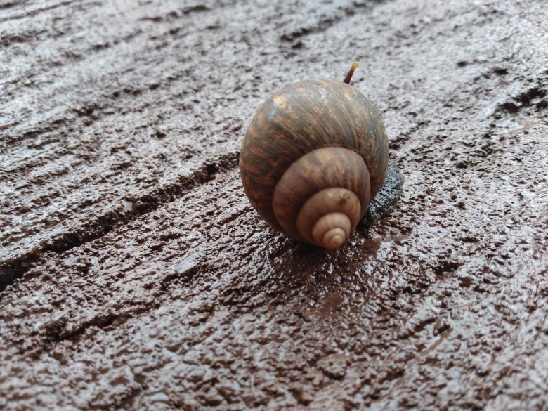 Free stock image of Snail created by Kagumaho Nicholas