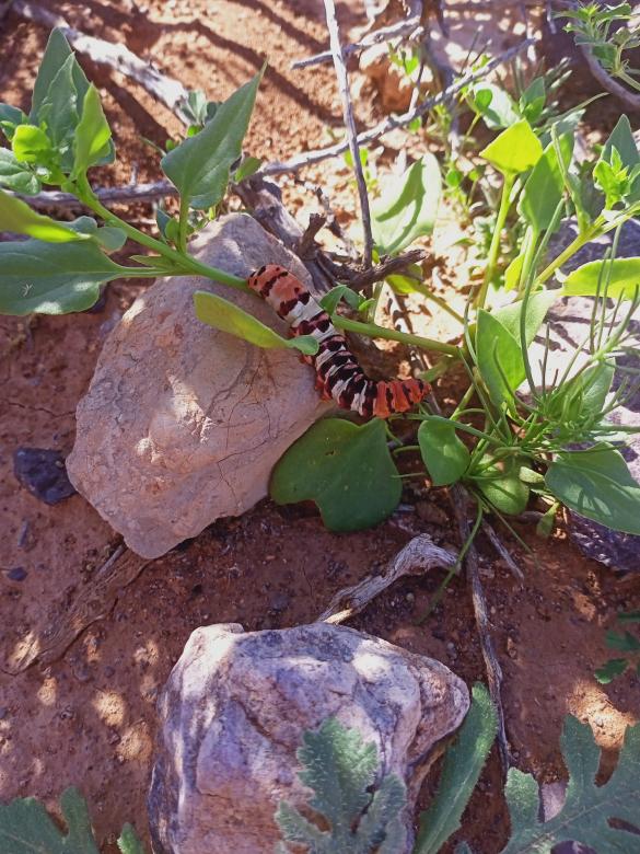 Free stock image of Worms created by snaike