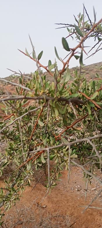 Free stock image of Desert plant created by snaike