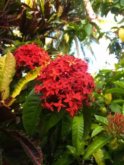 Ixora coccinea - Free Stock Photo