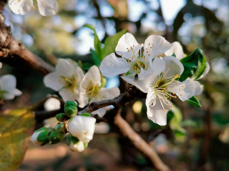 Free stock image of Flor created by Atole de nuez