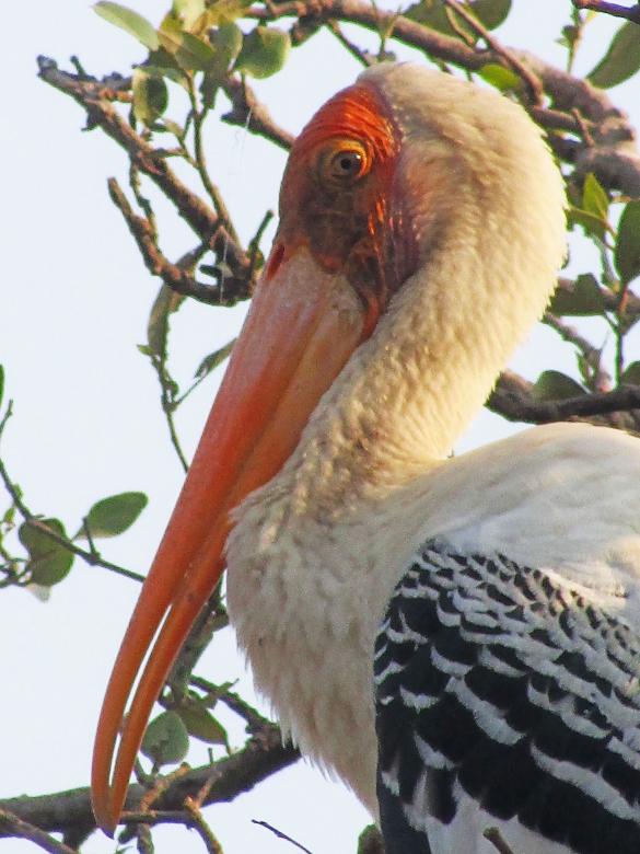 Free stock image of Painted stork created by sylvester alphonso
