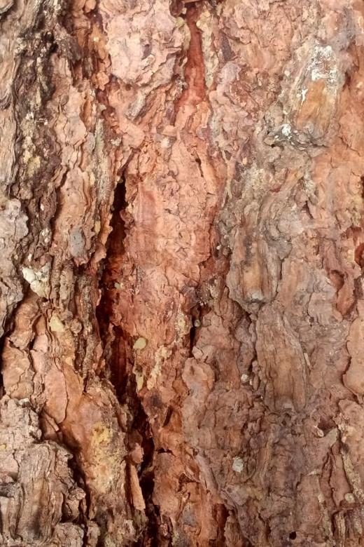 Free stock image of Tree Bark created by Atole de nuez
