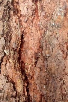 Tree Bark - Free Stock Photo