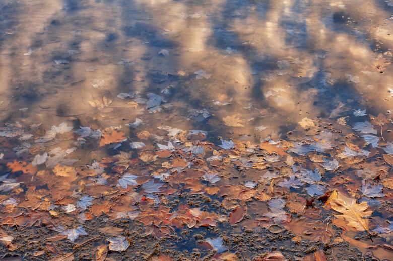 Free stock image of Fluid Zen Foliage created by Nicolas Raymond
