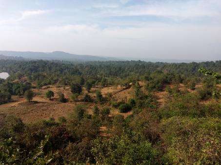 Forest View Clicked from train  - Free Stock Photo