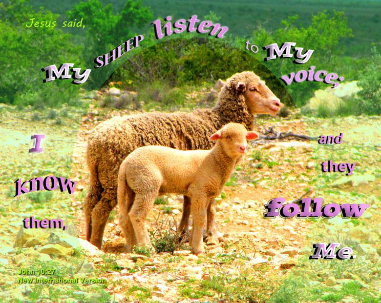 Free stock image of My Sheep Follow Me created by DFNatureAwed