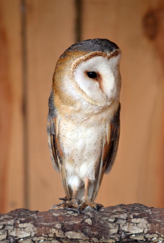 Free stock image of Owl created by Gilles DETOT