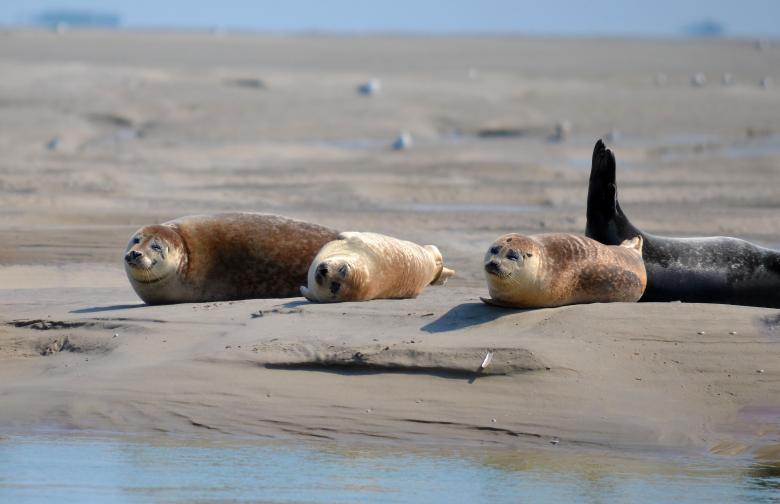 Free stock image of Seals created by Gilles DETOT