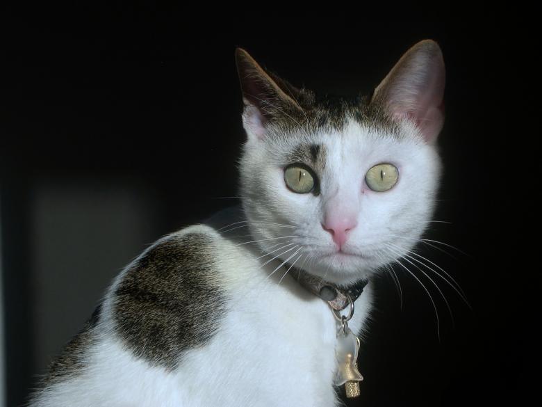 Free stock image of Cat created by Gilles DETOT