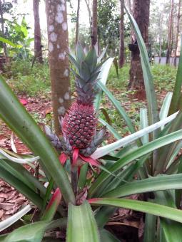 Baby Pineapple - Free Stock Photo