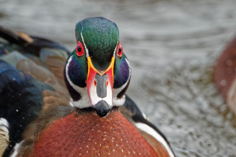 Free stock image of Wood Duck created by Geoffrey Whiteway