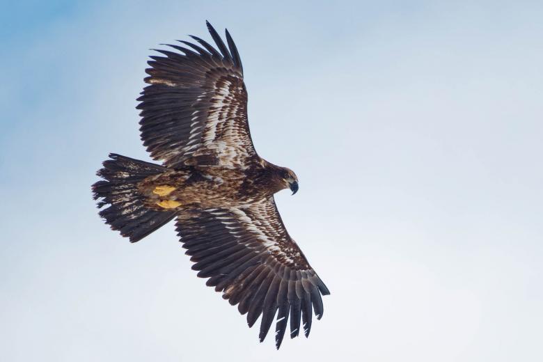 Free stock image of Bald eagle created by Geoffrey Whiteway