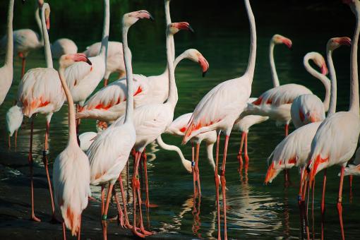 Flamingos  - Free Stock Photo
