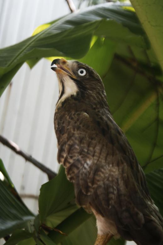 Free stock image of white eye buzzard created by sylvester alphonso
