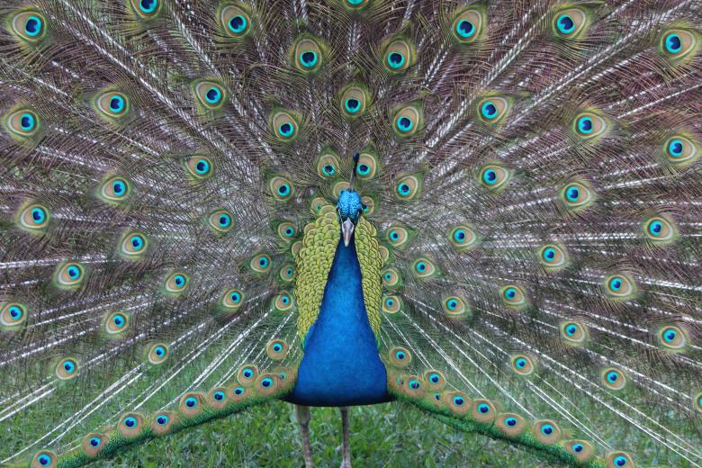 Free stock image of Peacock  created by Ashish Kumar