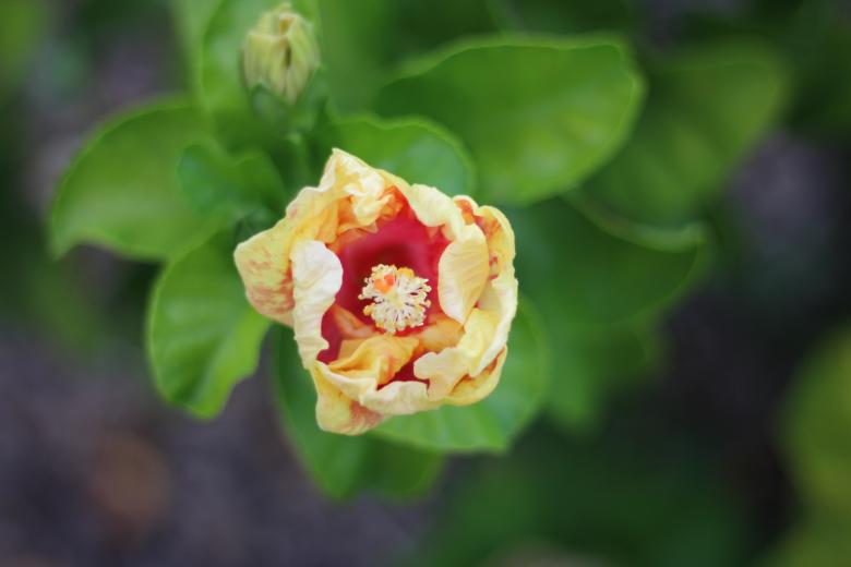 Free stock image of Flower  created by Ashish Kumar