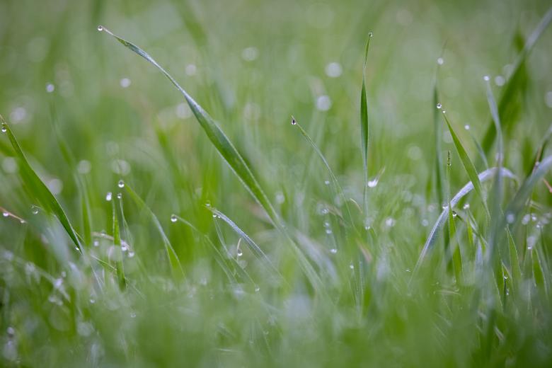 Free stock image of Grass Dew Photo created by Matt Bango