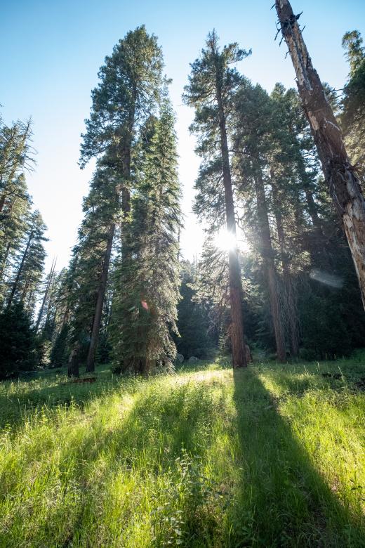 Free stock image of Sun Forest Photo created by Matt Bango