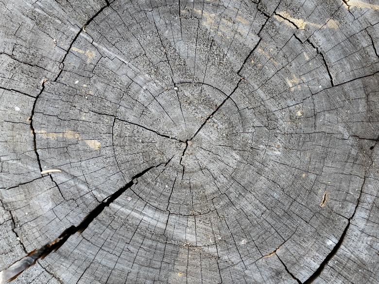 Free stock image of Tree Stump Photo created by Matt Bango