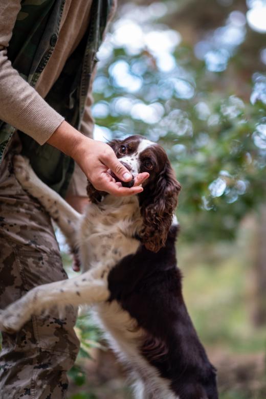 Free stock image of Hunting Dog Photo created by Matt Bango