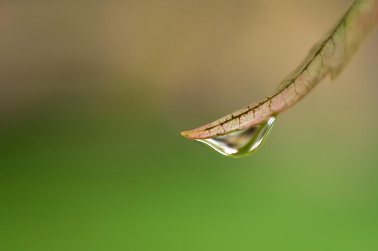 Free stock image of Dew Drops Photo created by Matt Bango