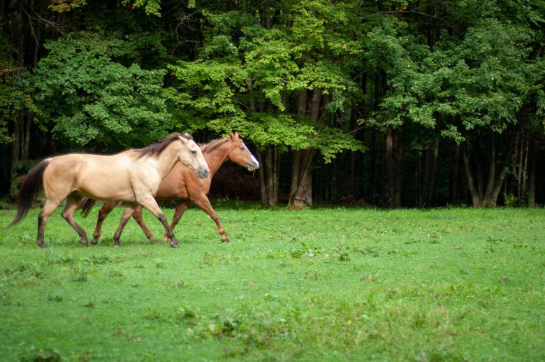 Free stock image of Horses Pasture Photo created by Matt Bango
